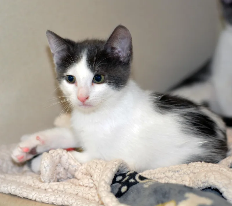 A baby medium-sized male Domestic Short Hair cat named Grant for adoption in San Clemente, CA