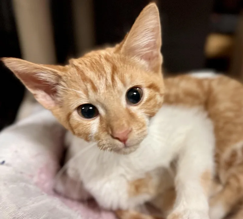 Mr. Pickles thumbnail 2