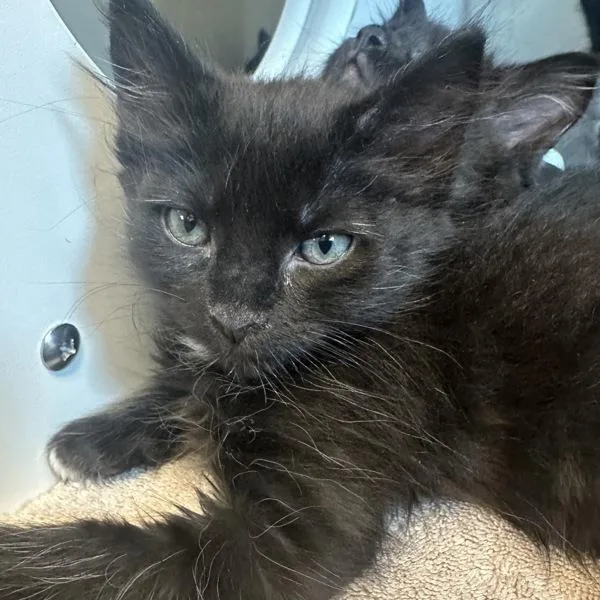 A baby small-sized male Domestic Short Hair cat named Barge for adoption in Walnut Creek, CA