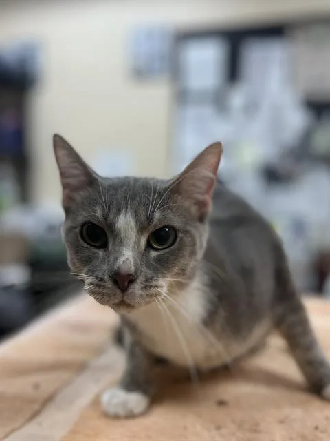 A young small-sized female Domestic Short Hair cat named Maria for adoption in Aliquippa, PA