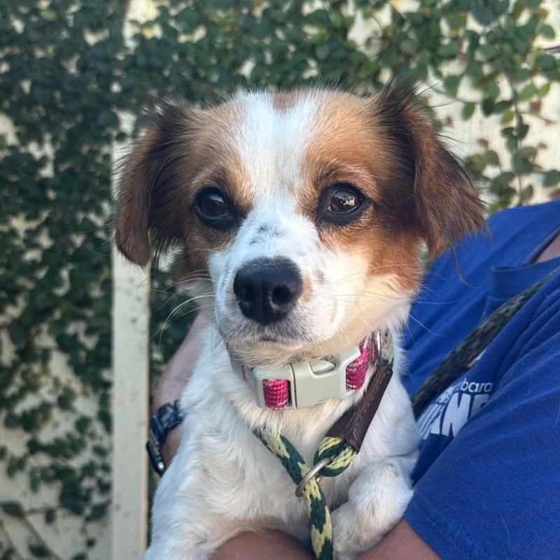 An adult small-sized female White / Cream Dachshund dog named Vienna for adoption in Santa Barbara, CA
