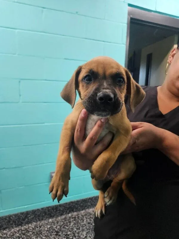 A young medium-sized male Boxer dog named Morgan for adoption in Jackson, TN