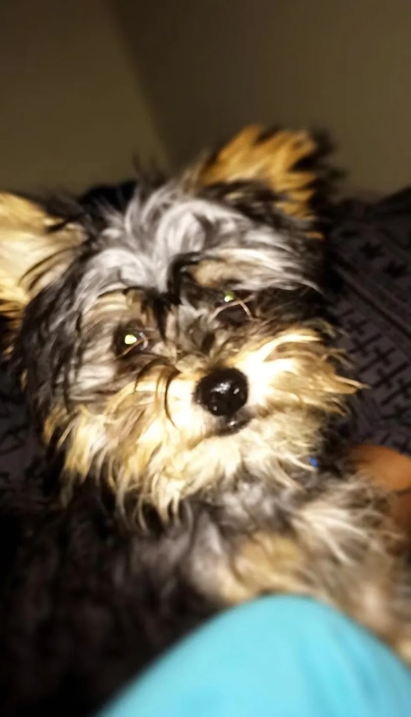 A senior small-sized male Bicolor Yorkshire Terrier dog named Magnus for adoption in East Brunswick, NJ