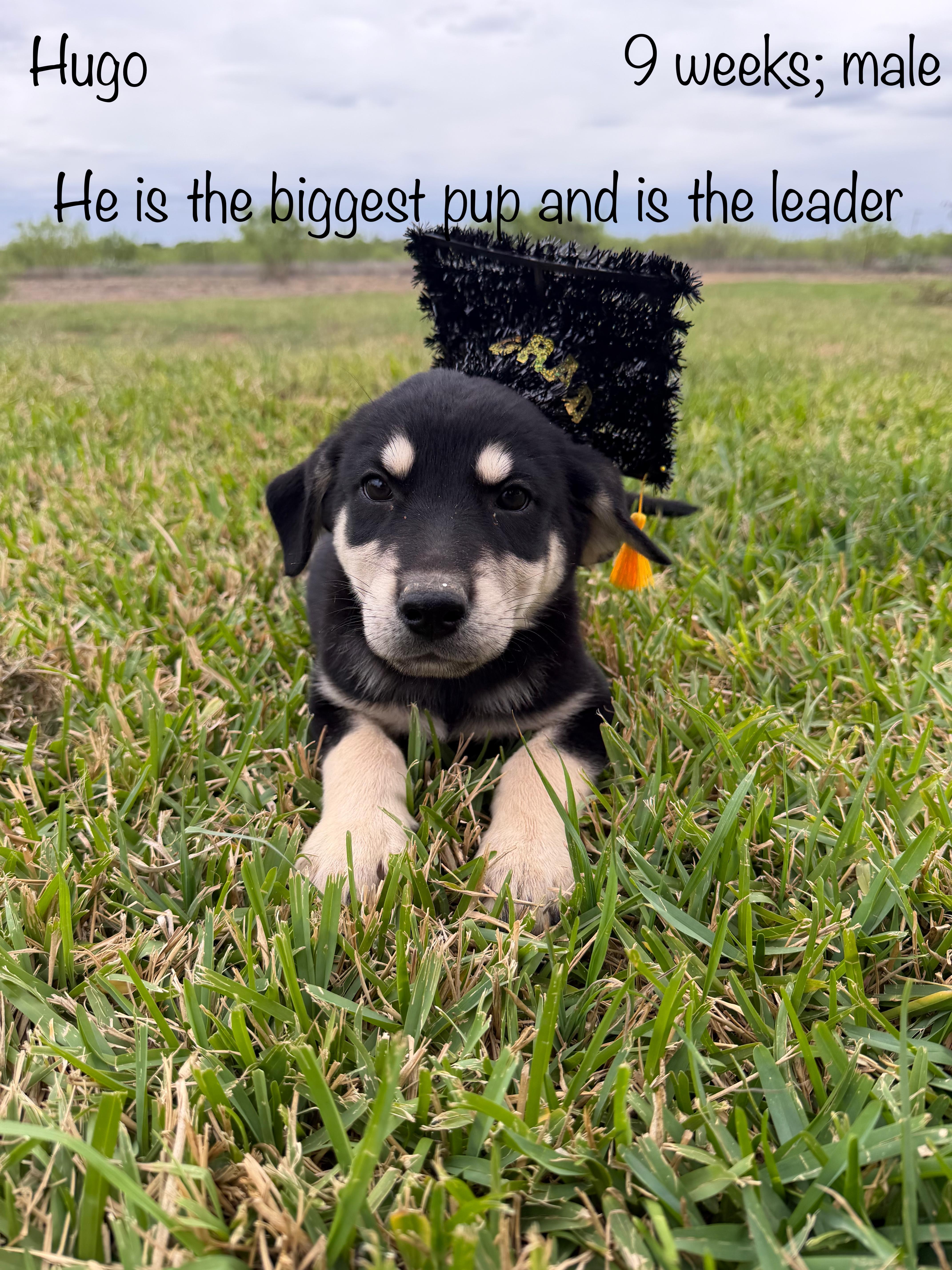 A baby large-sized male Black Black Labrador Retriever dog named Hugo for adoption in Paramus, NJ