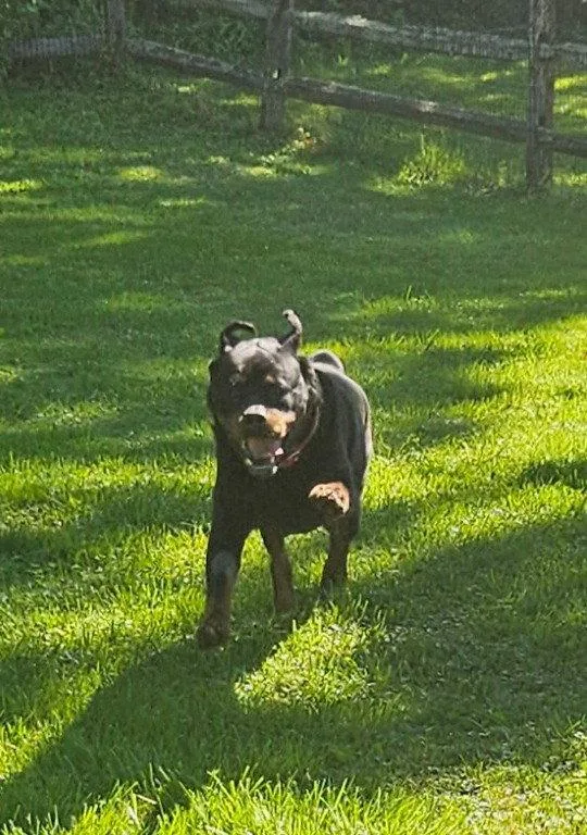 An adult large-sized female Rottweiler dog named Coco for adoption in Hillsboro, NH