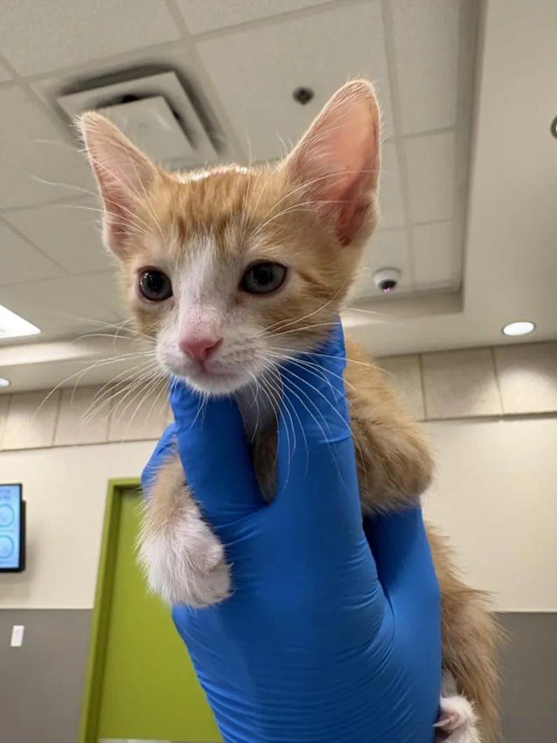 A baby small-sized male Domestic Short Hair cat named Sunny D for adoption in Las Vegas, NV