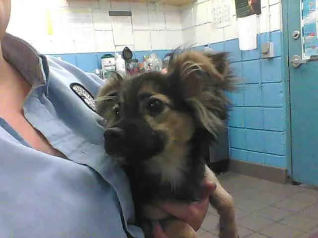 A senior small-sized male Chihuahua dog named Chichi for adoption in Albuquerque, NM