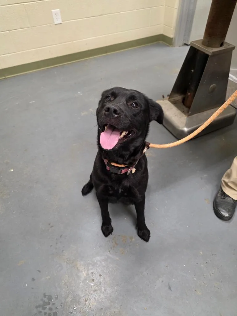 An adult large-sized female Labrador Retriever dog named Daisy for adoption in Winder, GA