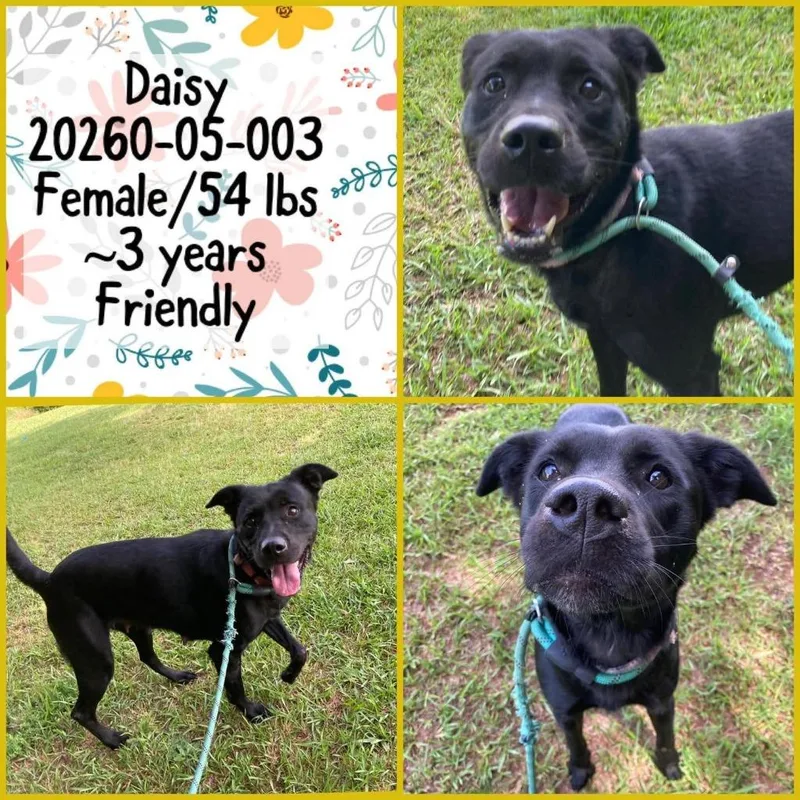 Daisy thumbnail 2