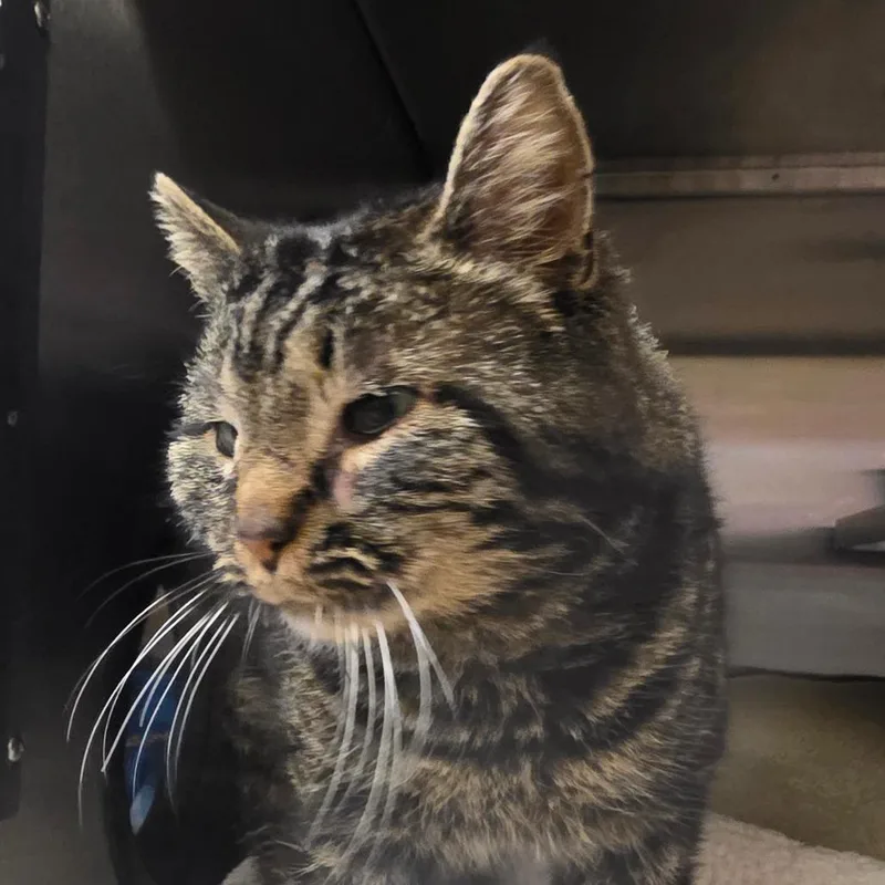 Sir Oswald Stuart thumbnail 2