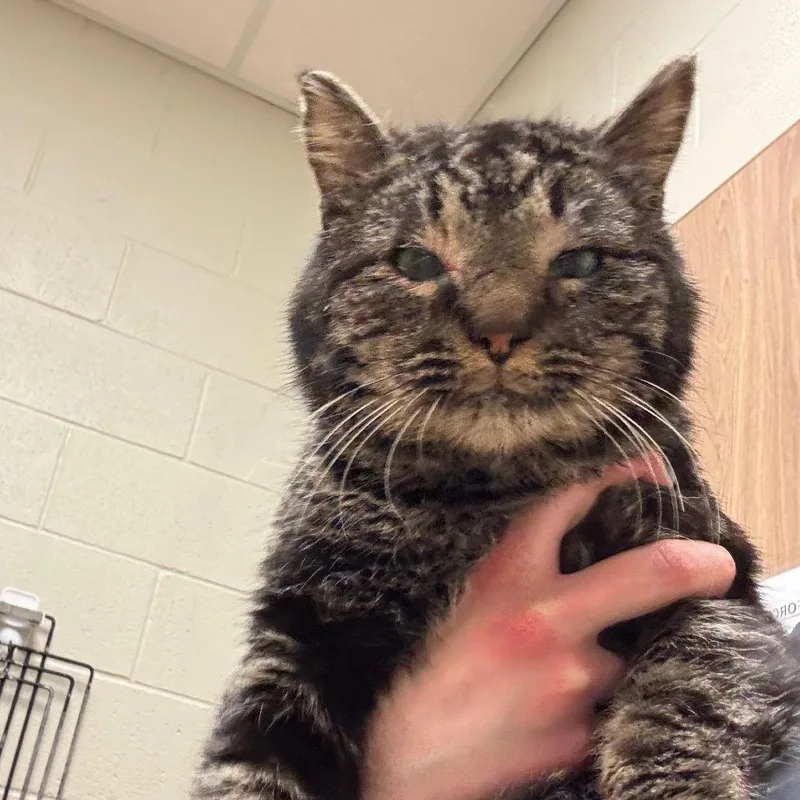 Sir Oswald Stuart thumbnail 3