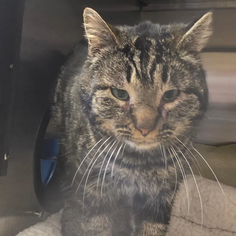 Sir Oswald Stuart thumbnail 4