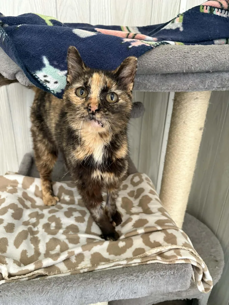 An adult medium-sized female Tortoiseshell Domestic Short Hair cat named Patches for adoption in Ona, WV