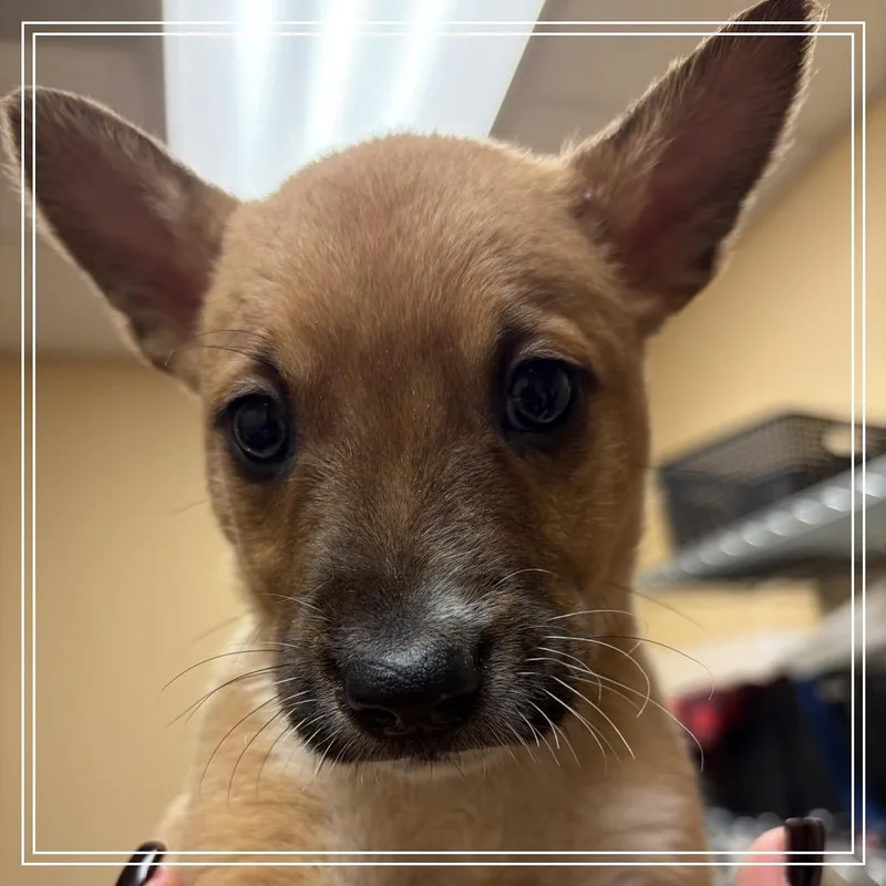 A baby small-sized male Yellow / Tan / Blond / Fawn Shepherd dog named FWT Tiki for adoption in Midland, TX
