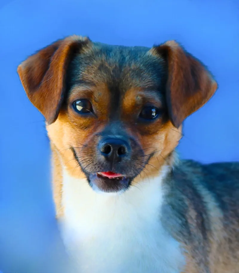 Chiquita thumbnail 2