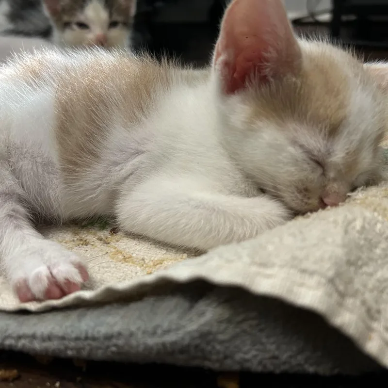 A baby small-sized male White Domestic Short Hair cat named Truffle for adoption in Okmulgee, OK