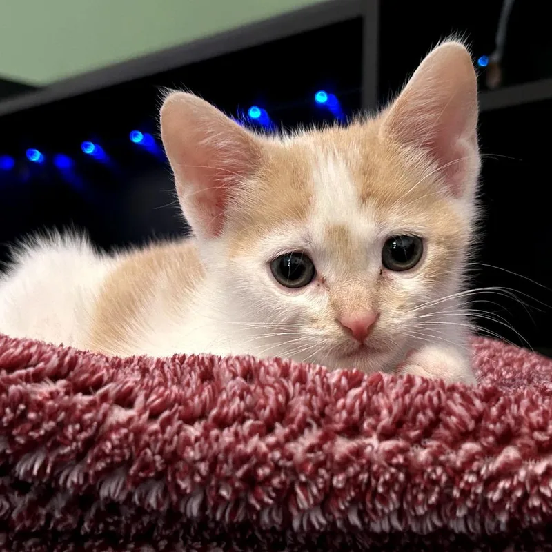 Truffle thumbnail 2