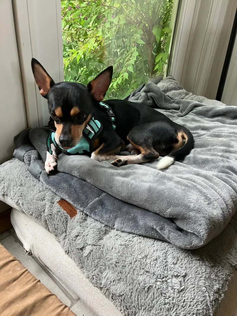 An adult small-sized male Tricolor (Brown, Black, & White) Chihuahua dog named Sparky for adoption in New York, NY