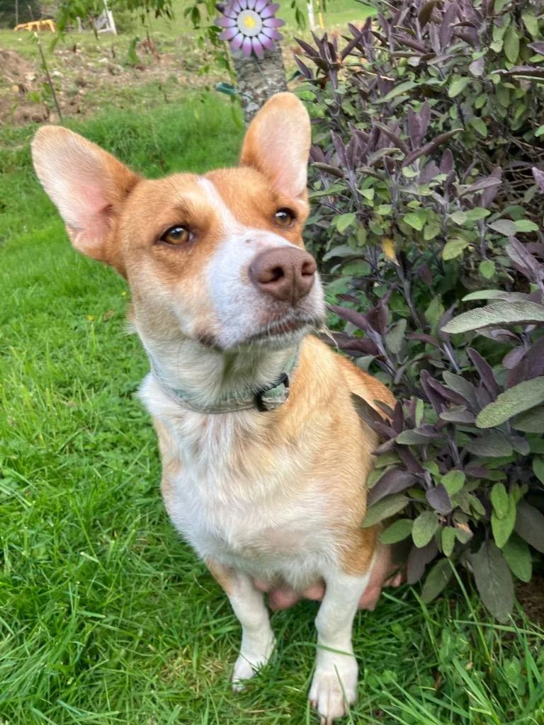 Sara