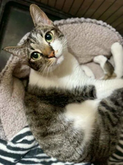 An adult large-sized female Domestic Short Hair cat named Olive for adoption in Edmond, OK
