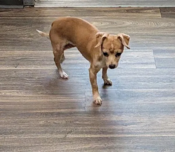 An adult small-sized female Chihuahua dog named Louis Vuitton for adoption in Escondido, CA