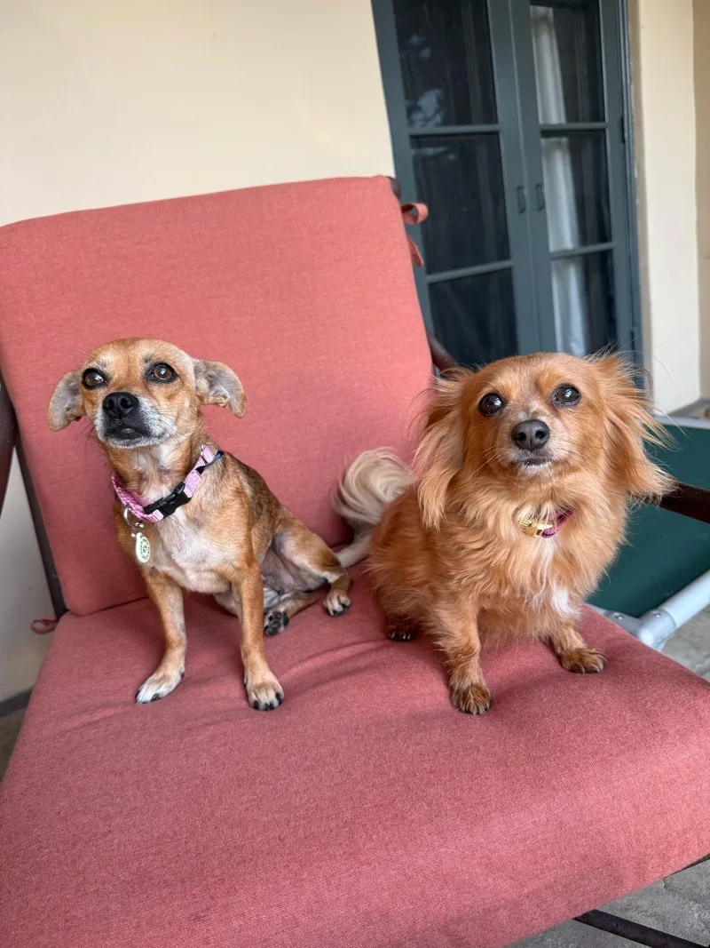A young small-sized female Golden Chihuahua dog named Paisley for adoption in LOS ANGELES, CA