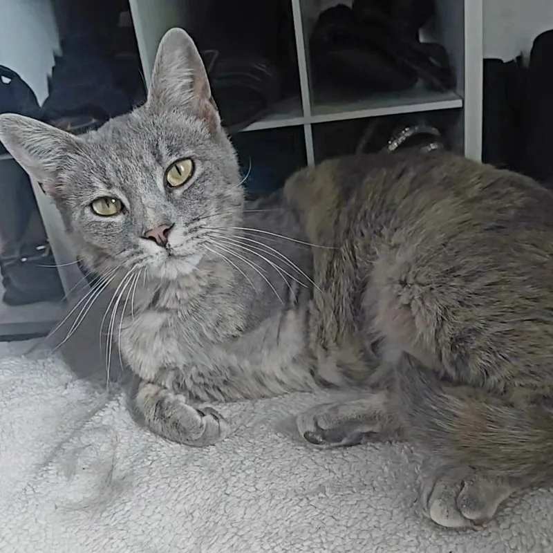 An adult medium-sized female Gray / Blue / Silver Domestic Short Hair cat named Sweety for adoption in St. Peters, MO
