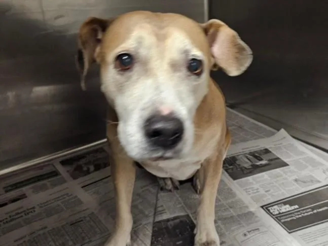 An adult medium-sized female Staffordshire Bull Terrier dog named Little Bit for adoption in Van Nuys, CA