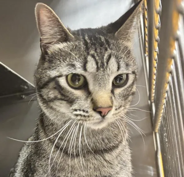 An adult small-sized male Domestic Short Hair cat named Tomas for adoption in Golden, CO