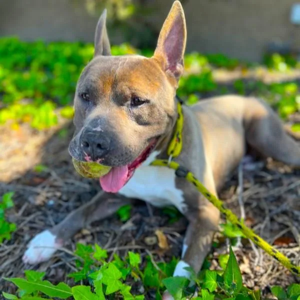 Irondale thumbnail 4