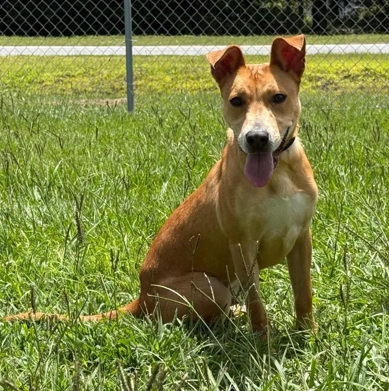 A baby medium-sized male Mixed Breed dog named Dingo for adoption in Kingsland, GA
