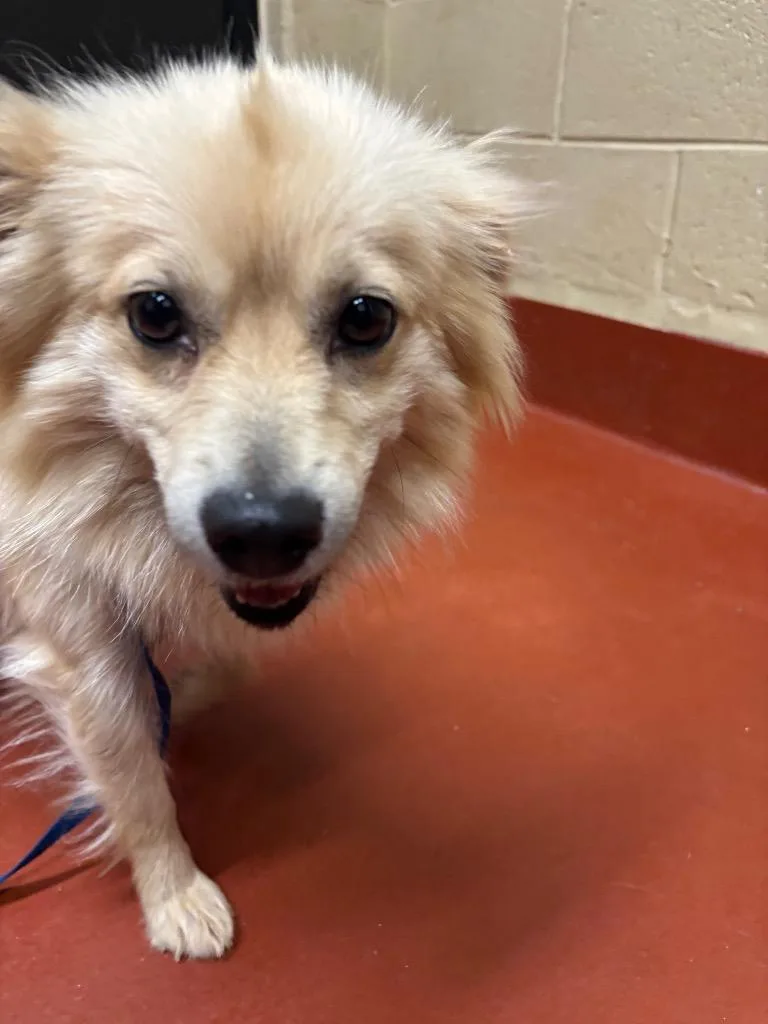 An adult small-sized female Mixed Breed dog named Montana for adoption in Douglasville, GA