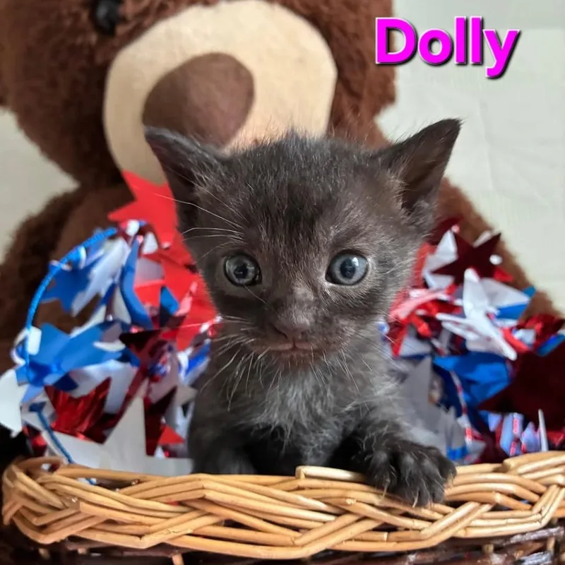 Dolly