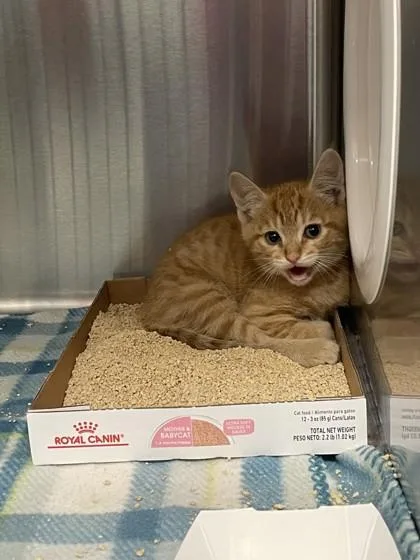 A baby small-sized male Domestic Medium Hair cat named Squishmallow for adoption in Roseville, CA