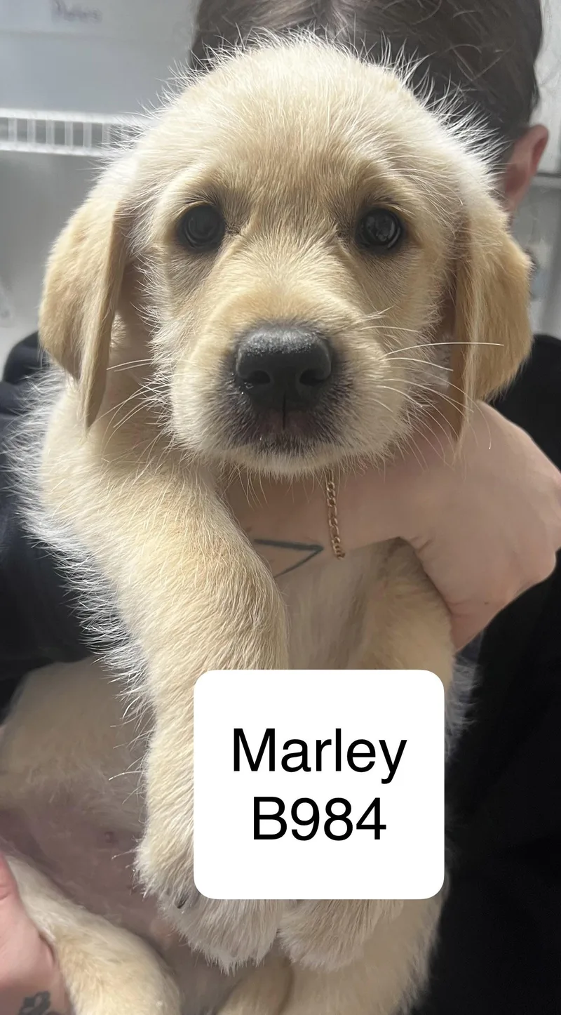 Marley