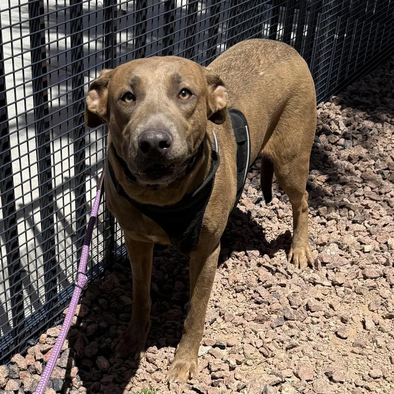 An adult medium-sized female Pit Bull Terrier dog named Sheila Rooks for adoption in Las Vegas, NV