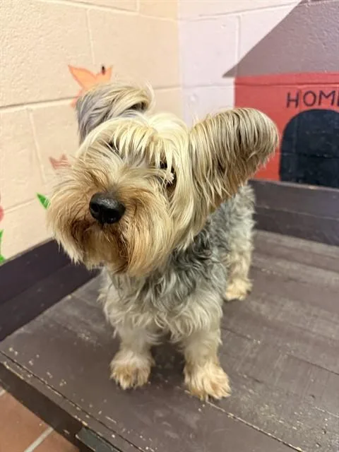 An adult small-sized male Yorkshire Terrier dog named Boog for adoption in Castaic, CA