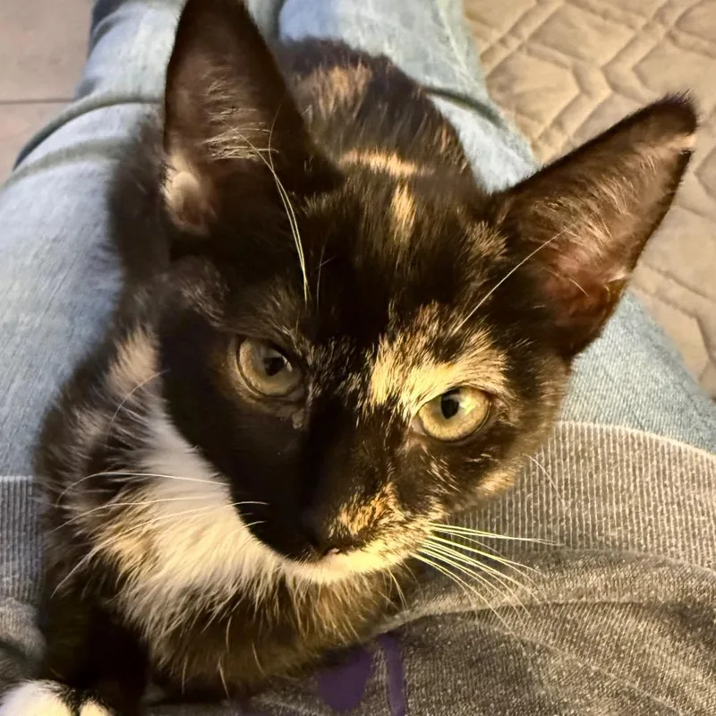 A baby small-sized female Tortoiseshell Domestic Short Hair cat named Shilo City Of for adoption in Chino Hills, CA