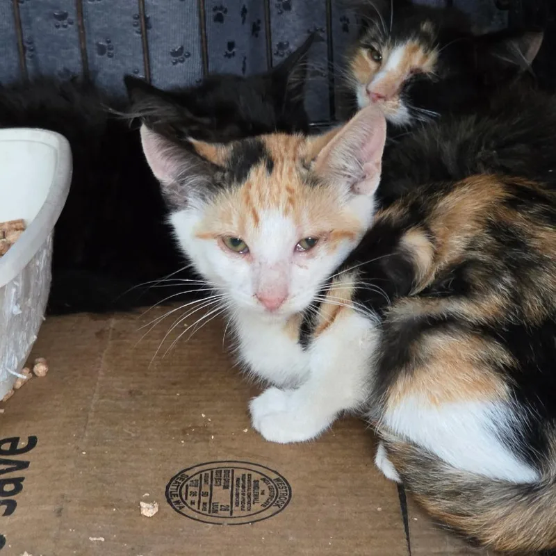 A baby small-sized female White Domestic Short Hair cat named Tink for adoption in Othello, WA