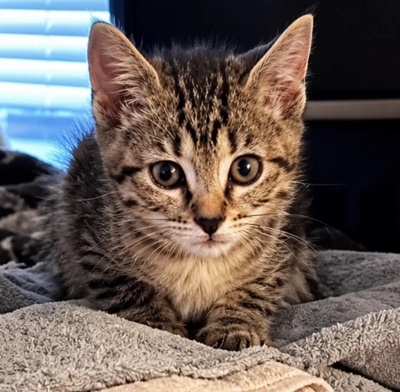 A baby small-sized female Tabby (Brown / Chocolate) Tabby cat named Vivian for adoption in Maineville, OH