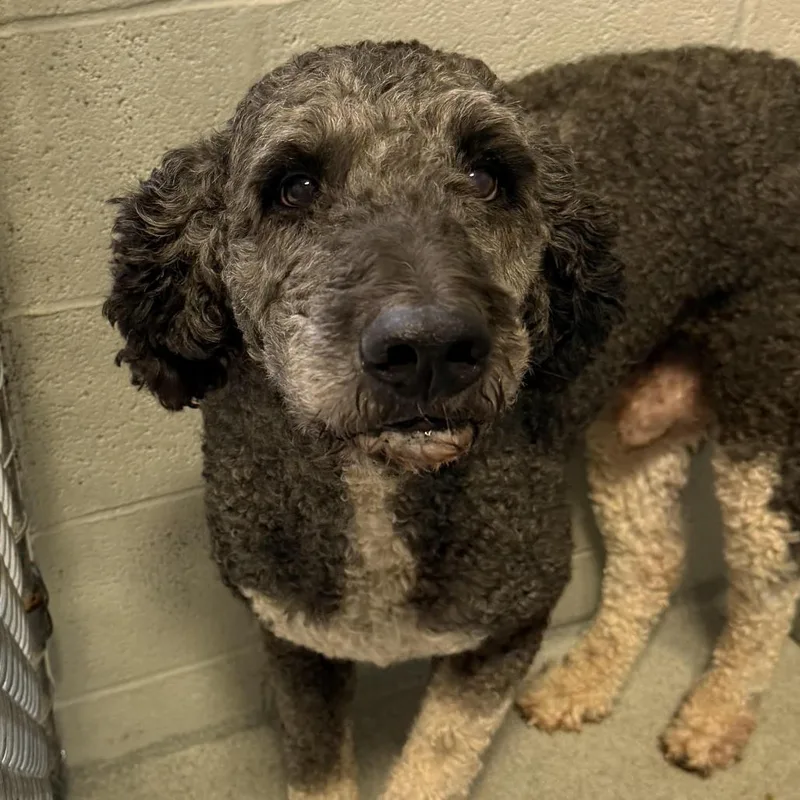 An adult large-sized male Black Standard Poodle dog named Thor for adoption in Birmingham, AL