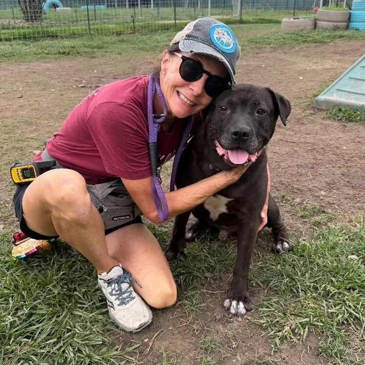 An adult medium-sized male Black Pit Bull Terrier dog named Tom Jones The Squishy for adoption in Friendswood, TX
