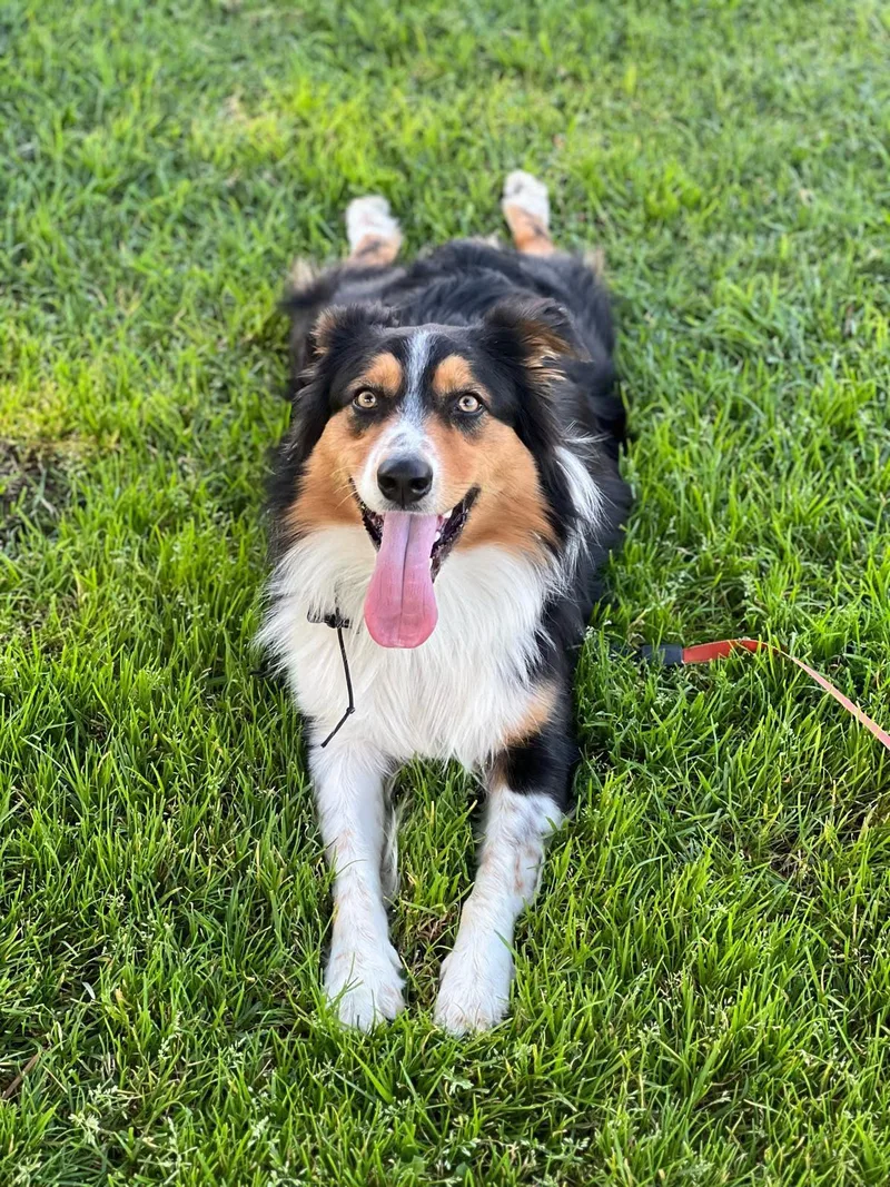 A young medium-sized male Tricolor (Brown, Black, & White) Australian Shepherd dog named Jax for adoption in Los Angeles, CA