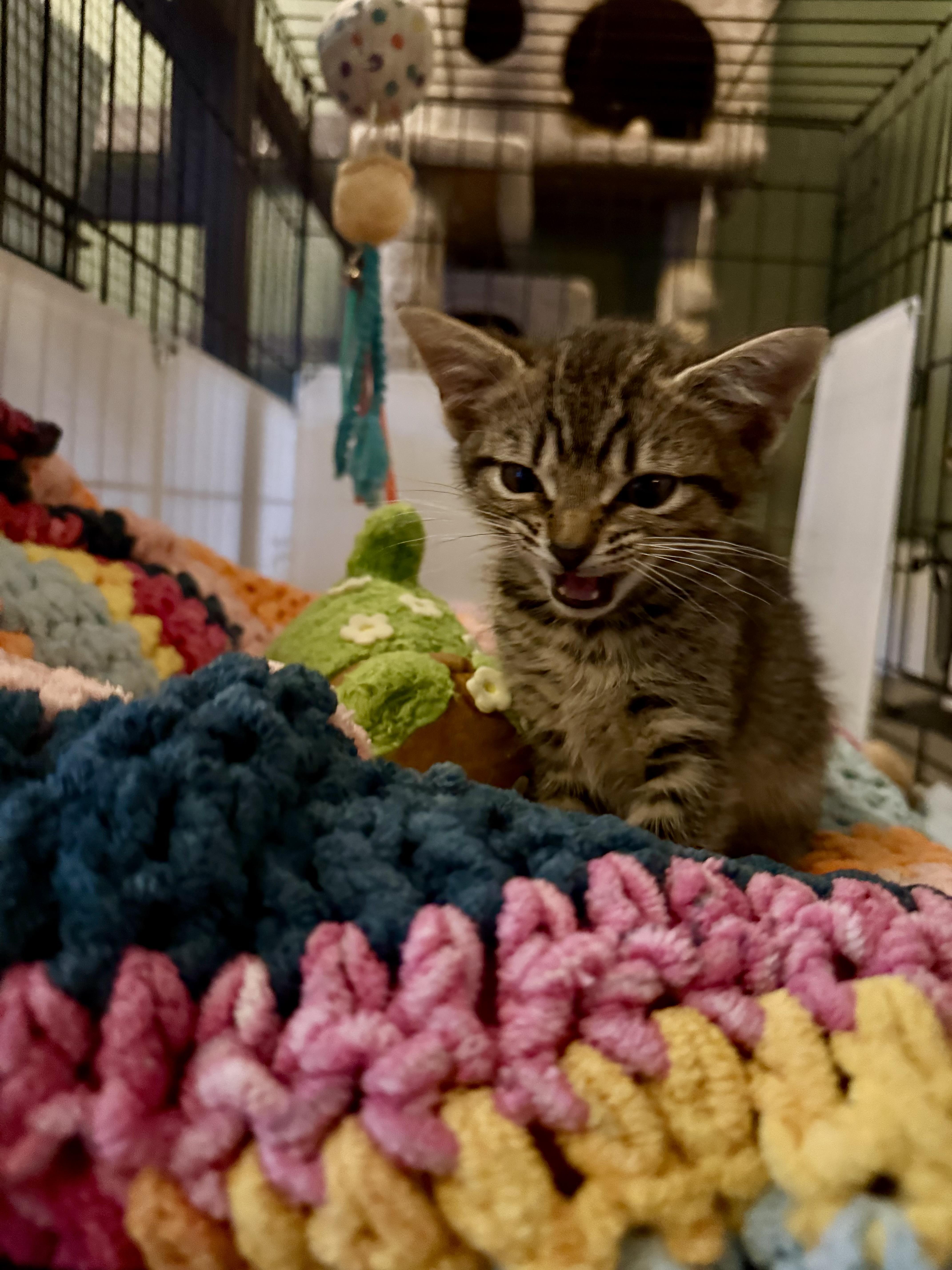 A baby medium-sized male Tabby (Buff / Tan / Fawn) Domestic Short Hair cat named Viserion for adoption in Richmond, VA
