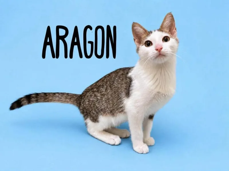 Aragon