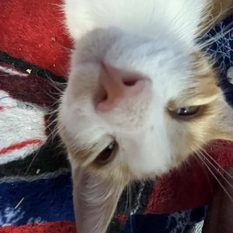 A baby small-sized male White Domestic Short Hair cat named Gambit for adoption in Lakeland, FL