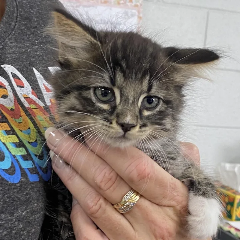 Hercules thumbnail 3