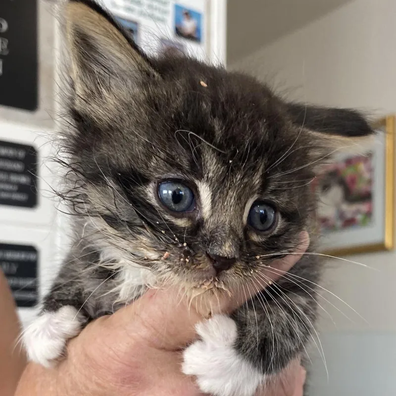 Hercules thumbnail 4