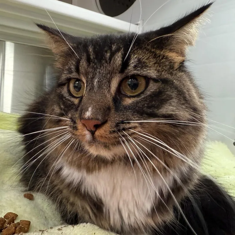 Hercules thumbnail 5