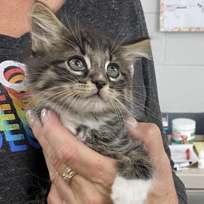 Hercules thumbnail 6